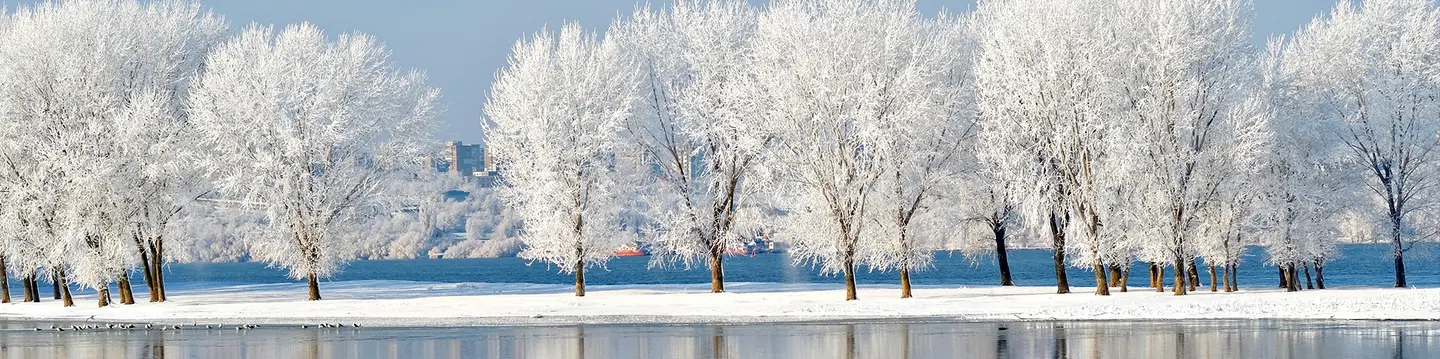 snowy trees