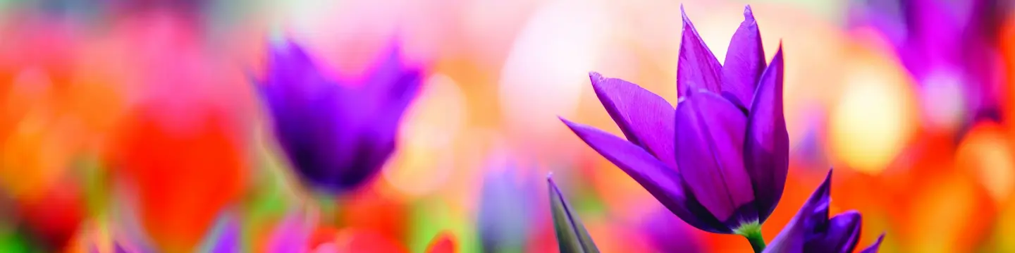 purple flowers