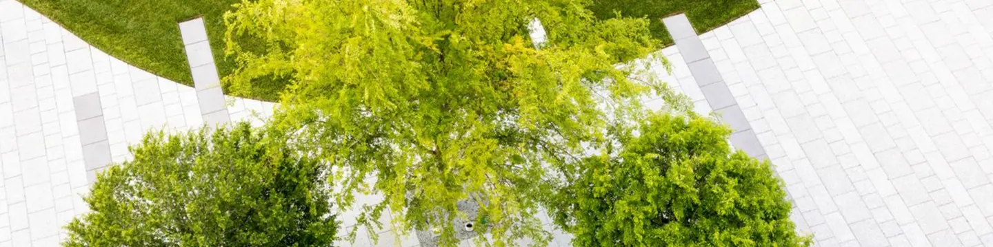 Trees landscape