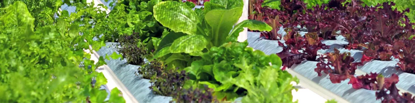 Squaw Creek plants