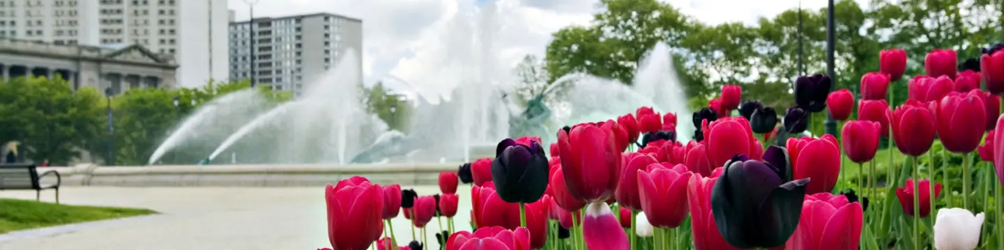 tulips fountain