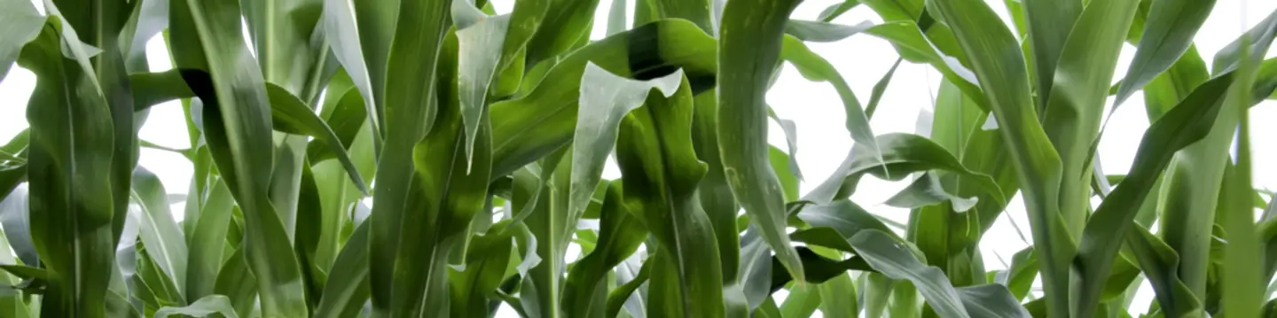 corn field