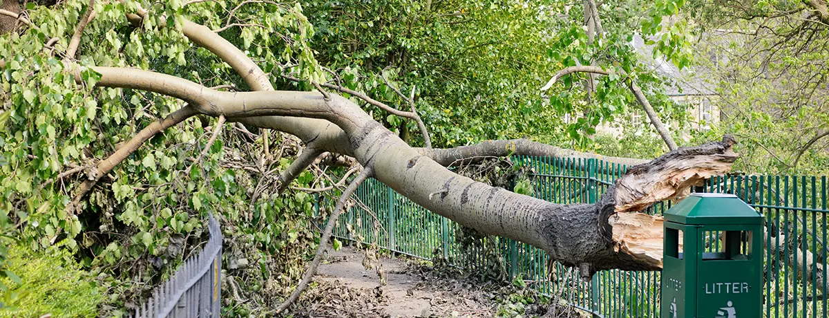 storm damage