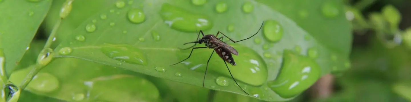 Insect leaf