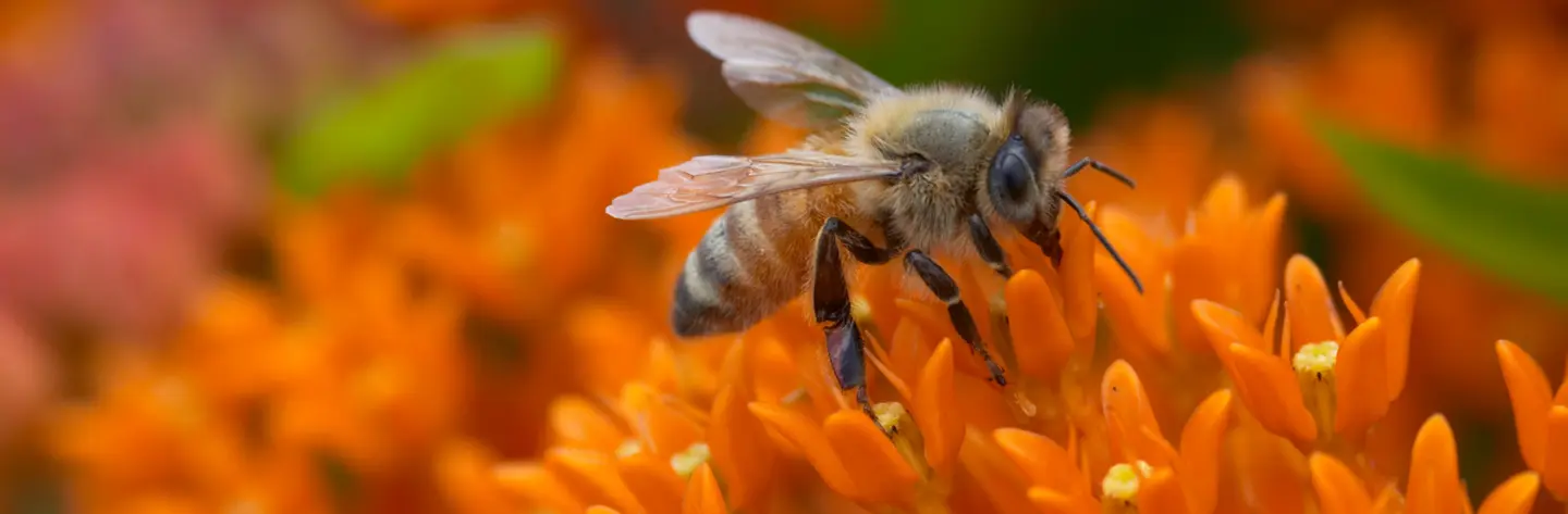 Bee Pollinating