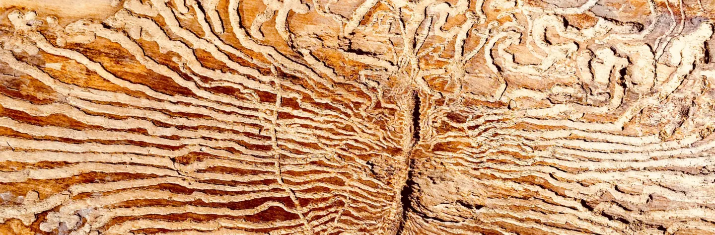 Bark Beetles