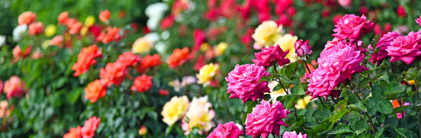Rose Garden