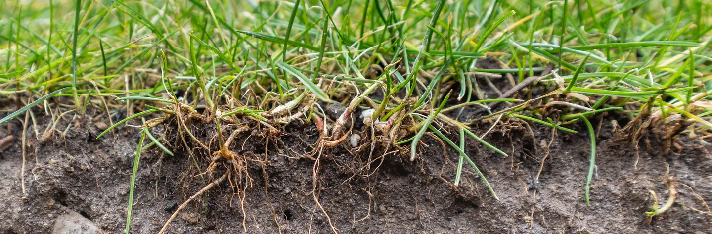 Drought Turf