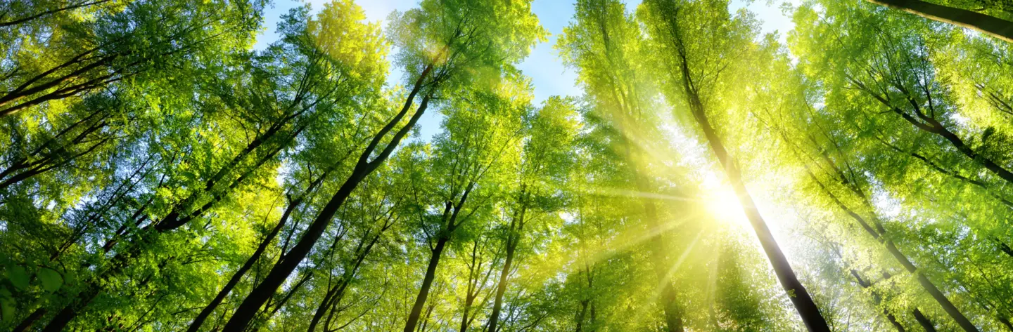 Tall trees sunshine