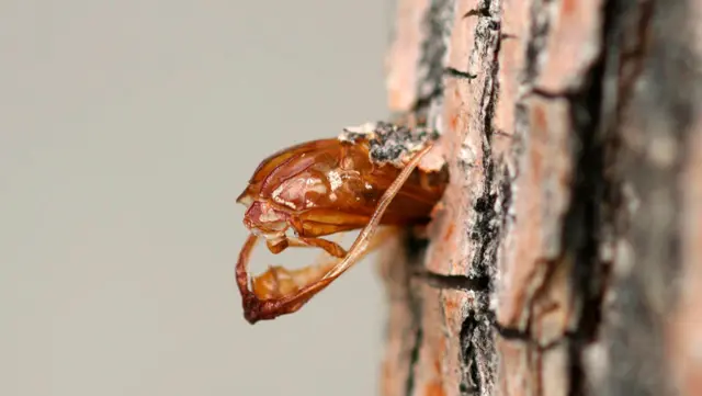Lilac-Ash Borer