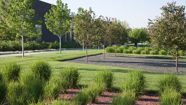 Healthy Landscape