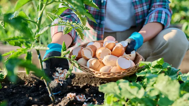 Eggshells tomato plants soil