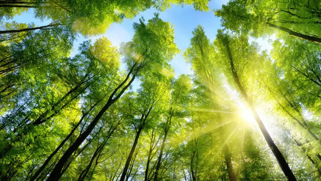 Tall trees sunshine