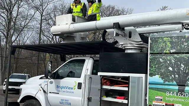 Tree care related