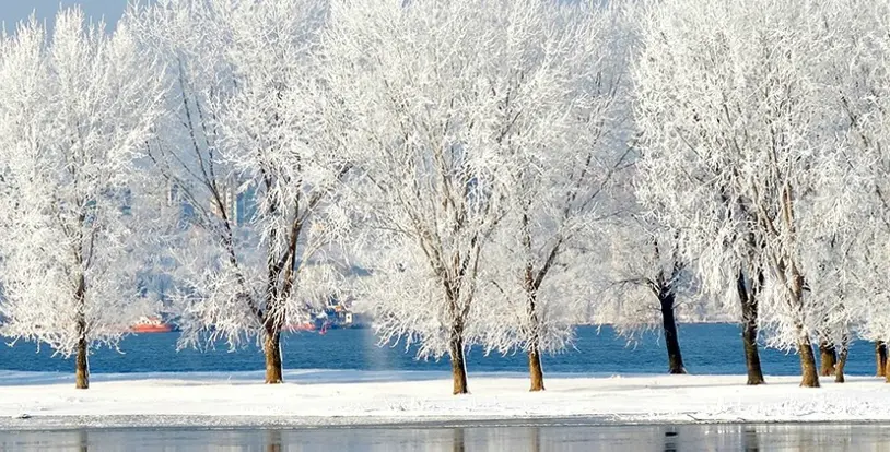 snowy trees