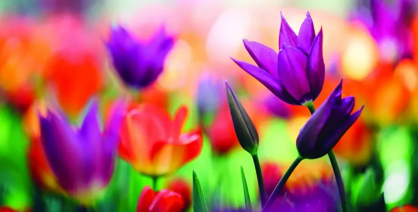 purple flowers