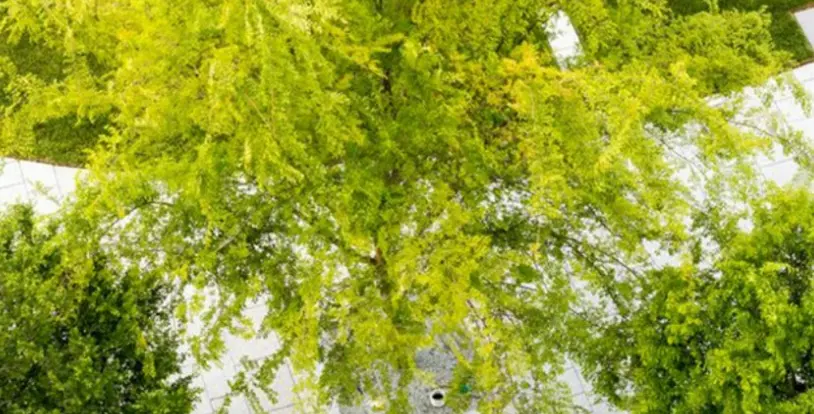 Trees landscape