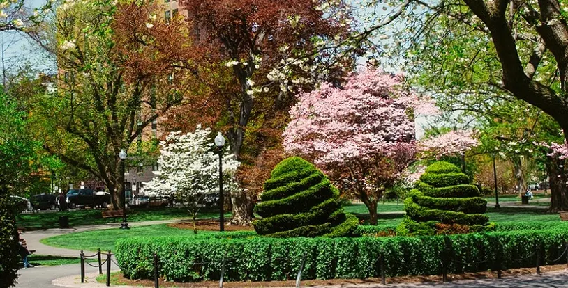 Tree in spring park 