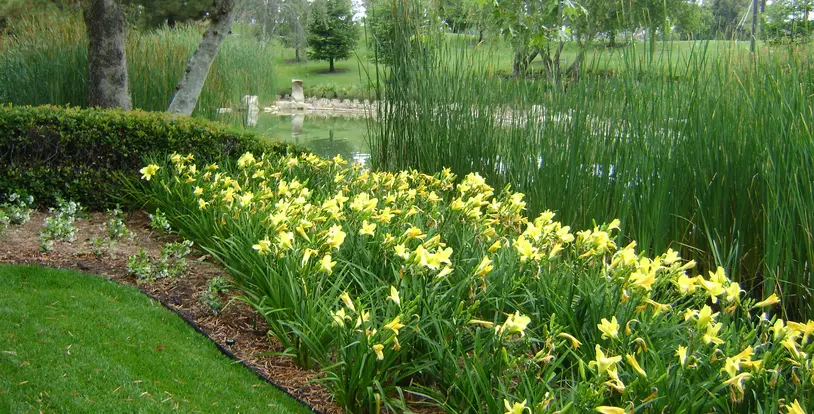 Fall Bulbs