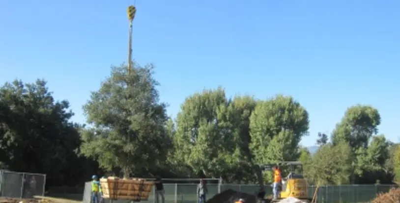 Thousand Oaks tree