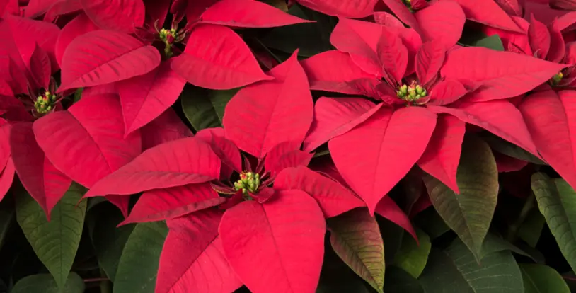 Poinsettia Flower