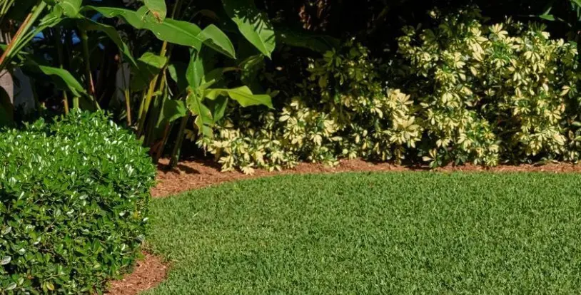 St Augustine Turf 