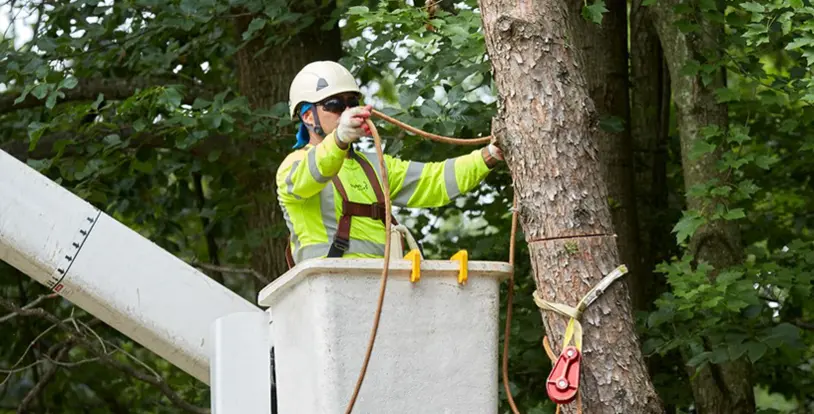 Licensed Tree Care