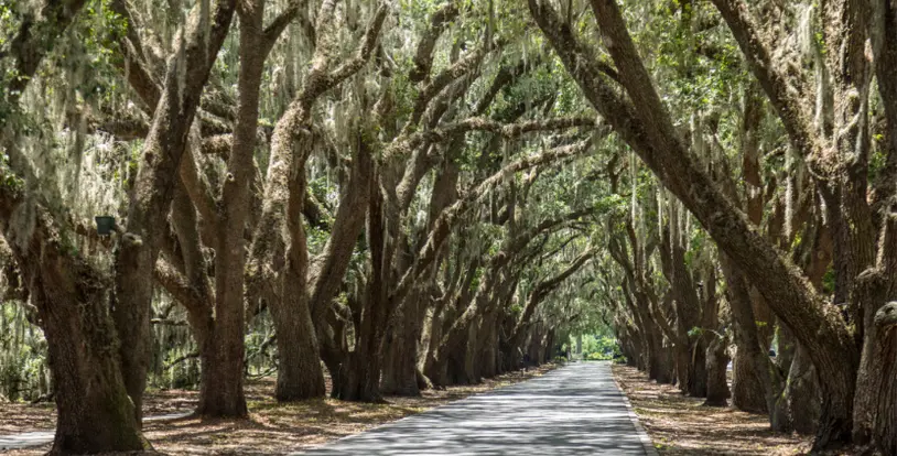 Trees