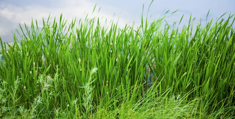 Grassy field