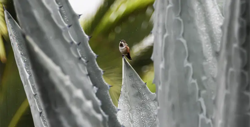 Agave Snout Weevil