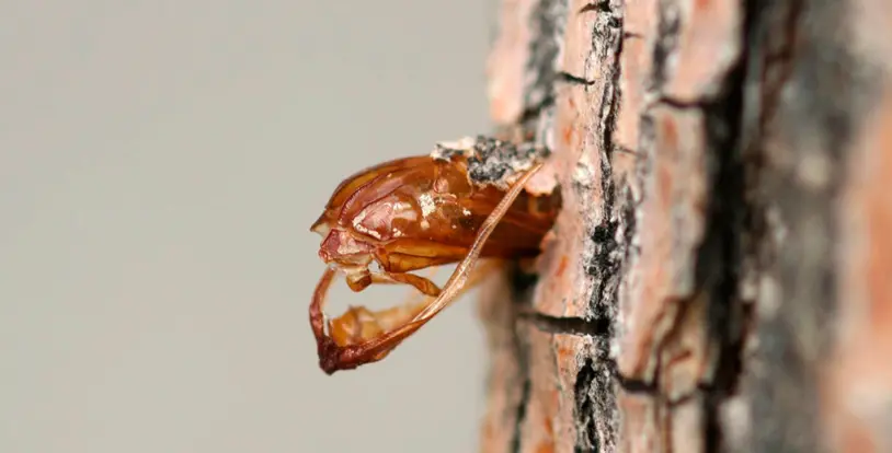 Lilac-Ash Borer