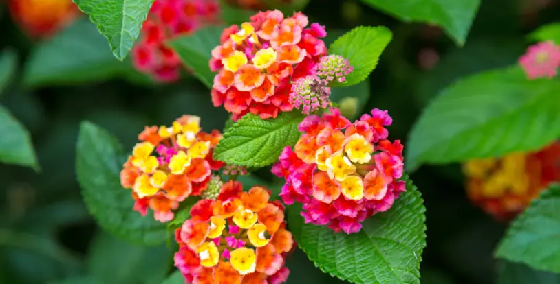 Seasonal Color