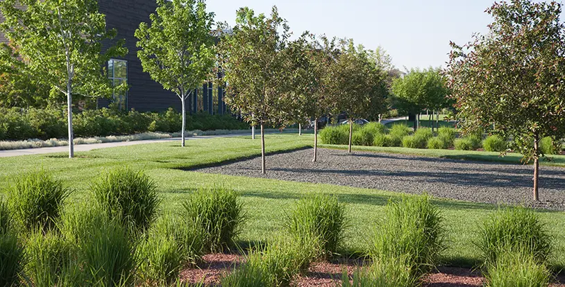 Healthy Landscape