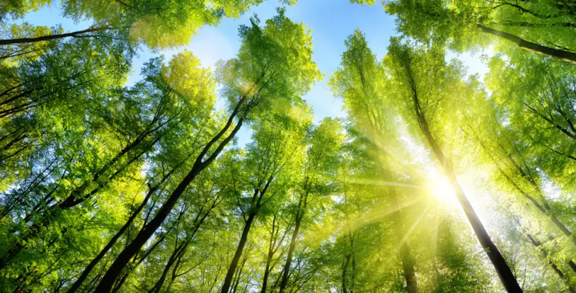 Tall trees sunshine